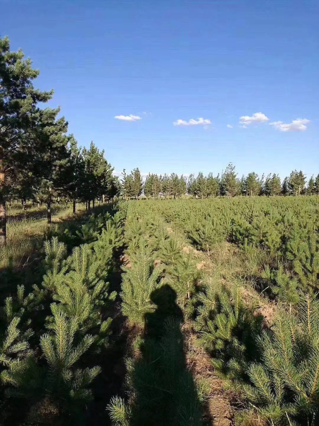 企业需求 | 禾丰樟子松大苗培育基地清池处理